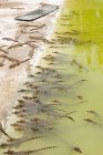 Lagoa com grande grupo de pequenos crocodilos na estação de reprodução de crocodilos Criadero de Cocodrilos, Cienaga de Zapata, Matanzas, Cuba — Fotografia de Stock