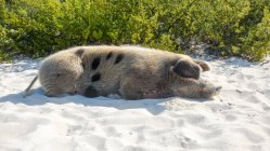 Багамські острови, великої Exuma, свиня острів, свиня, лежить піщаний пляж — стокове фото