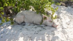 Bahamas, Grande Exuma, Pig Island, Maiale sdraiato sulla sabbia della spiaggia — Foto stock