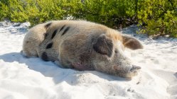 Arena de la playa de gran Exuma, Bahamas, isla de cerdo, cerdo de mentira - foto de stock