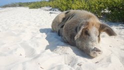 Bahamas, Grand Exuma, Pig Island, Cochon couché sur le sable — Photo de stock