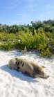 Петух и пятнистая свинья на песке на Свином пляже, Свином острове, Большой Эксуме, Багамские Острова — стоковое фото