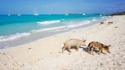 Бахчисарай, Большой Эксума, остров Пиг, Свиньи на белом песчаном пляже, вид на солнечный мыс — стоковое фото
