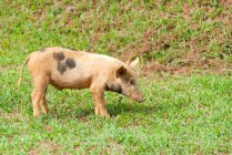 Porco doméstico no gramado no Parque Nacional Alexander von Humboldt, Cuba — Fotografia de Stock