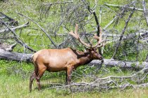Canada, Columbia Britannica, Fernie, cervo nel parco nazionale — Foto stock