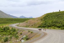 Canada, Yukon Territory, Yukon, On the Dampster Highway Judging North, deers on empty road through scenic landscape — Stock Photo