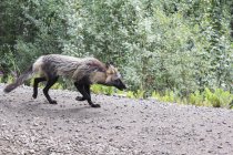 Side view of fox running on road by green forest — Stock Photo