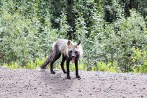 Fox con polilla abierta mirando a la cámara de pie en la carretera por el bosque verde - foto de stock