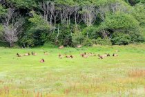 USA, California, Crescent City, herd of deers on green grass by meadow — Stock Photo