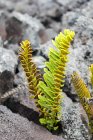 Яркие зеленые растения, растущие из лавовых пород, Гавайи, США — стоковое фото