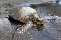 Closeup of turtle ob black sand beach — Stock Photo