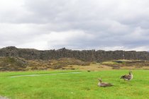 Zwei Gänse auf sattgrünem Gras und Berge im Hintergrund, Island — Stockfoto