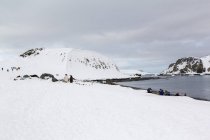 Antarctica, flock of penguins in snowy landscape — Stock Photo