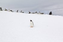 Manada de pinguins caminhando na Antártida — Fotografia de Stock