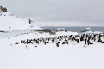 Antartide, paesaggio innevato e pinguini affollano la baia ghiacciata — Foto stock
