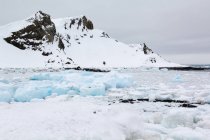 Pedaços de gelo azul e rochas cobertas de neve, Antártida — Fotografia de Stock