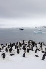 Antartico, pinguini sul ghiacciaio e navi che navigano in mare — Foto stock