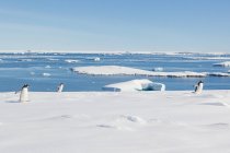 Antartide, paesaggio innevato e pinguini sulla baia ghiacciata — Foto stock