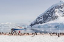 Antarctic, people and penguins on glacier and ship sailing at sea — Stock Photo