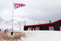 Antarctica, British station No64, penguins by British flag near wooden station hut — Stock Photo