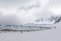 Antarktis, Schneelandschaft und Pinguine tummeln sich in eisiger Bucht — Stockfoto