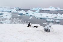 Antártida, paisaje nevado y pingüinos en bahía helada - foto de stock