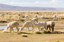 Peru, Arequipa, alpacas selvagens pastando ao ar livre em habitat natural — Fotografia de Stock