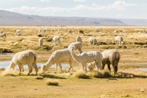 Peru, arequipa, wilde Alpakas, die im Freien in natürlichem Lebensraum grasen — Stockfoto