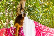 Lemur auf Nahrungssuche sitzend auf Wäscheleinen mit Wäsche — Stockfoto
