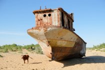 Uzbekistán, vaca junto al barco pesquero abandonado en la costa - foto de stock