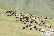 Kirguistán, región de Talas, Toktogul, rebaño de ovejas en el valle del embalse de agua de Kirov - foto de stock