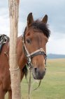 Киргизстан, Нарин область, Kochkor район, кінь стоїть у полі в Киргизстані — стокове фото
