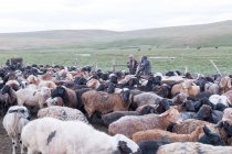 Kyrgyzstan, Naryn Region, Kochkor District, Flock of Sheep — Stock Photo