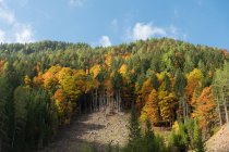 Áustria, Caríntia, Ferlach, Bodental, outono na floresta — Fotografia de Stock