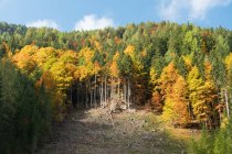 Austria, Carintia, Ferlach, en Bodental en otoño - foto de stock