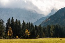 Feld und Wald mit Bergen im Hintergrund im Bodental, Ferlach, Kärnten, Österreich — Stockfoto