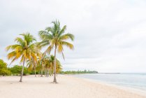 Cuba, Cienfuegos, Playa Larga, bahía de cerdos, paisaje marino con palmeras en la playa de arena - foto de stock