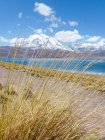 Chile, Región de Antofagasta, El Loa, Laguna Miscanti, panorama a través de hojas de hierba - foto de stock
