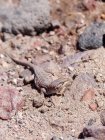 Chile, Laguna Miscanti, Lizard on the ground in natural habitat — Stock Photo