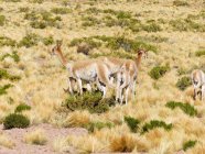 Chile, Region de Antofagasta, El Loa, San Pedro de Atacama, flock of vicunas — Stock Photo