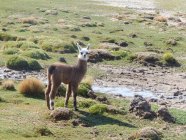 Bolivia, Dipartimento di Potosi, baby lama vicino al ruscello nel prato verde — Foto stock