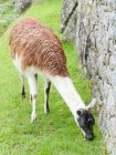 Перу, Qosqo, Killapampa pruwinsya, Мачу-Пікчу, лама їсть траву луг — стокове фото