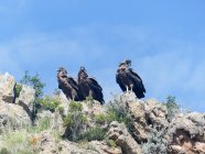 Pérou, Arequipa, Choca, Colca Canyon, Young Condors — Photo de stock