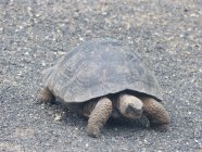 Ecuador, Galapagos, tartaruga sulla spiaggia sabbiosa — Foto stock