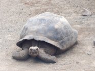 Ecuador, Galapagos, tortoise on sandy beach — Stock Photo