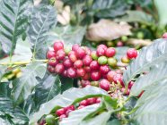 Colombia, Risaralda, Santa Rosa de Cabal, planta de café de cerca - foto de stock
