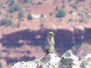 EUA, Arizona, Grand Canyon, meerkat em pedra — Fotografia de Stock