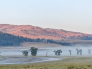 États-Unis, Wyoming, Yellowstone National Park, Misty Sunrise in mountains — Photo de stock