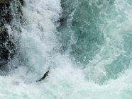Канада, Британская Колумбия, Alberni-Clayoquot, Jumping Salmon — стоковое фото