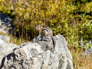 Canadá, Alberta, esquilo na rocha durante o dia — Fotografia de Stock